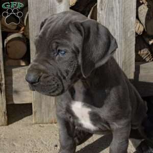 Blue Streak, Great Dane Puppy